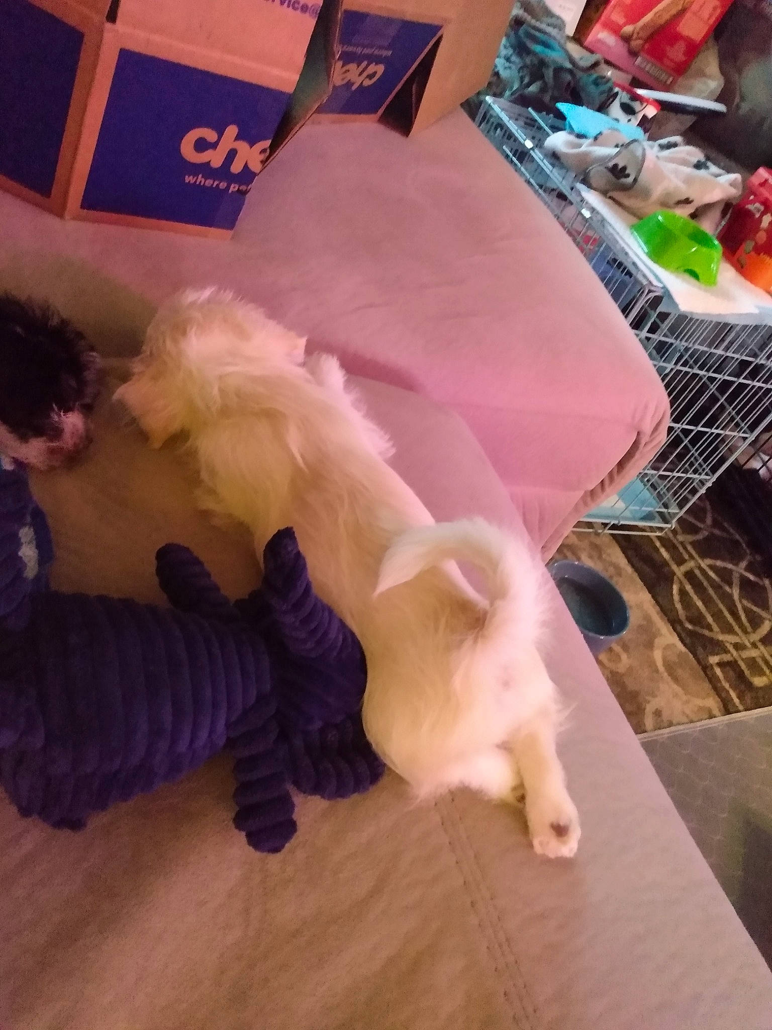 Vincenzo is registered to the contest to win money with this photo: bed, bed_sheet, bedding, carnivore, comfort, companion_dog, dog_breed, felidae, flooring, foot, fur, hardwood, linens, room, small_to_medium_sized_cats, tail, textile, toy_dog, wood, working_animal