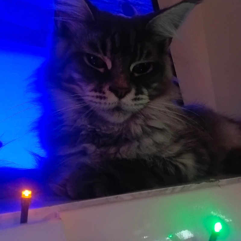 Leo is registered to the contest to win money with this photo: animal, blue_light, cat, closeup, cozy, ears, face, feline, fluffy, fur, indoor, led, led_lights, night, pet, purple_light, relaxed, sitting, string_lights, whiskers