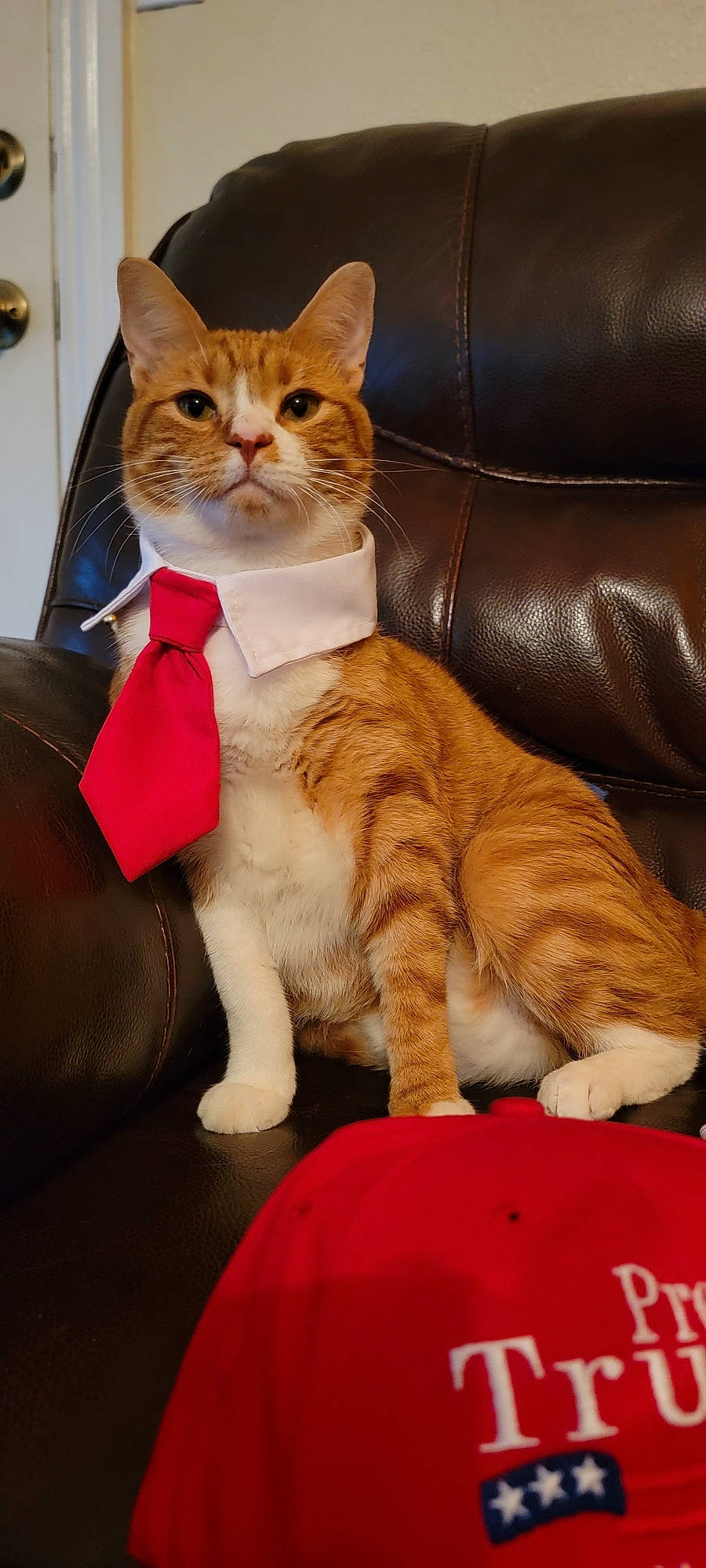 Donald is registered to the contest to win money with this photo: carnivore, cat, claw, comfort, couch, domestic_short_haired_cat, fawn, felidae, foot, formal_wear, fur, human_leg, lap, paw, sitting, small_to_medium_sized_cats, tail, tie, whiskers