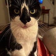 Allie Girl joined the competition — help win amazing prizes! cat, tuxedo_cat, pet, close_up, whiskers, wide_eyes, black_and_white, fur, indoor, living_room, blanket, sofa, portrait, ears, nose, paw, bokeh, furniture, television, curiosity