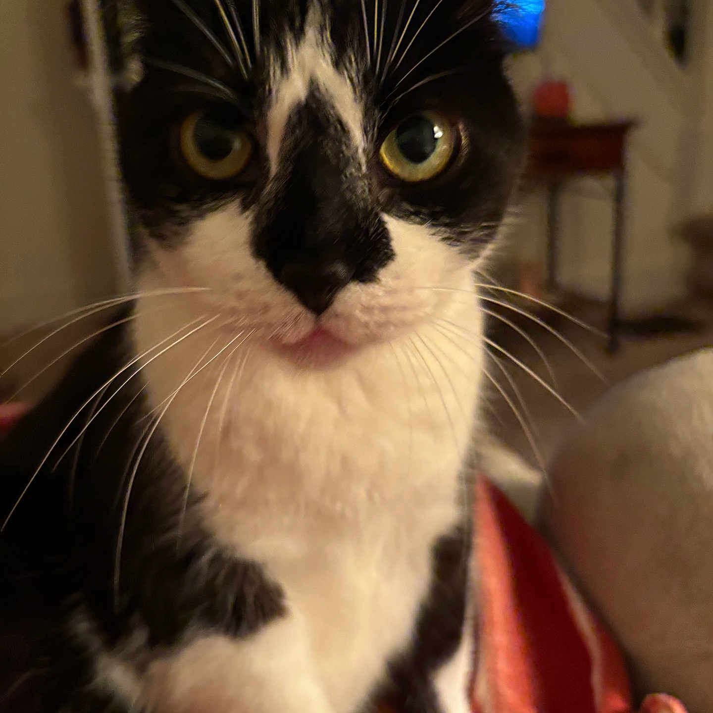 Allie Girl joined the competition — help win amazing prizes! black_and_white, blanket, bokeh, cat, close_up, curiosity, ears, fur, furniture, indoor, living_room, nose, paw, pet, portrait, sofa, television, tuxedo_cat, whiskers, wide_eyes