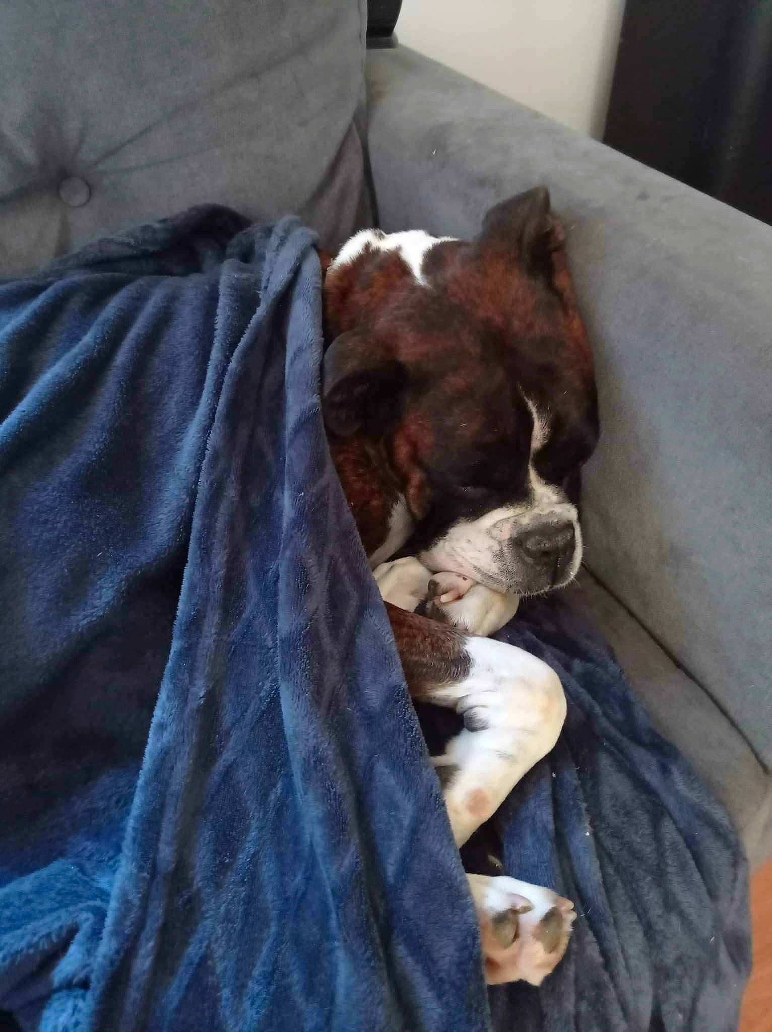 Jazzy participe au concours pour gagner de l'argent avec cette photo : canidae, carnivore, comfort, companion_dog, dog, dog_breed, dog_supply, electric_blue, fawn, fur, linens, liver, nap, sleep, snout, sporting_group, terrestrial_animal, toy_dog, whiskers, working_animal