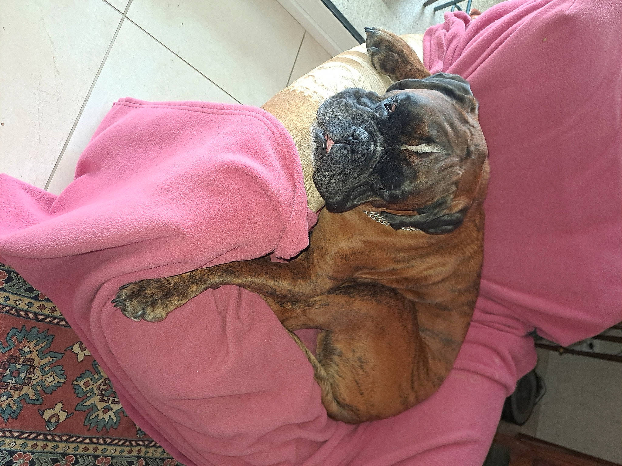 Phalcon a rejoint le concours — aidez-le/la à gagner de superbes lots ! canidae, carnivore, comfort, companion_dog, dog, dog_breed, fawn, felidae, fur, guard_dog, linens, liver, magenta, nap, pattern, snout, sporting_group, toy_dog, working_animal, wrinkle