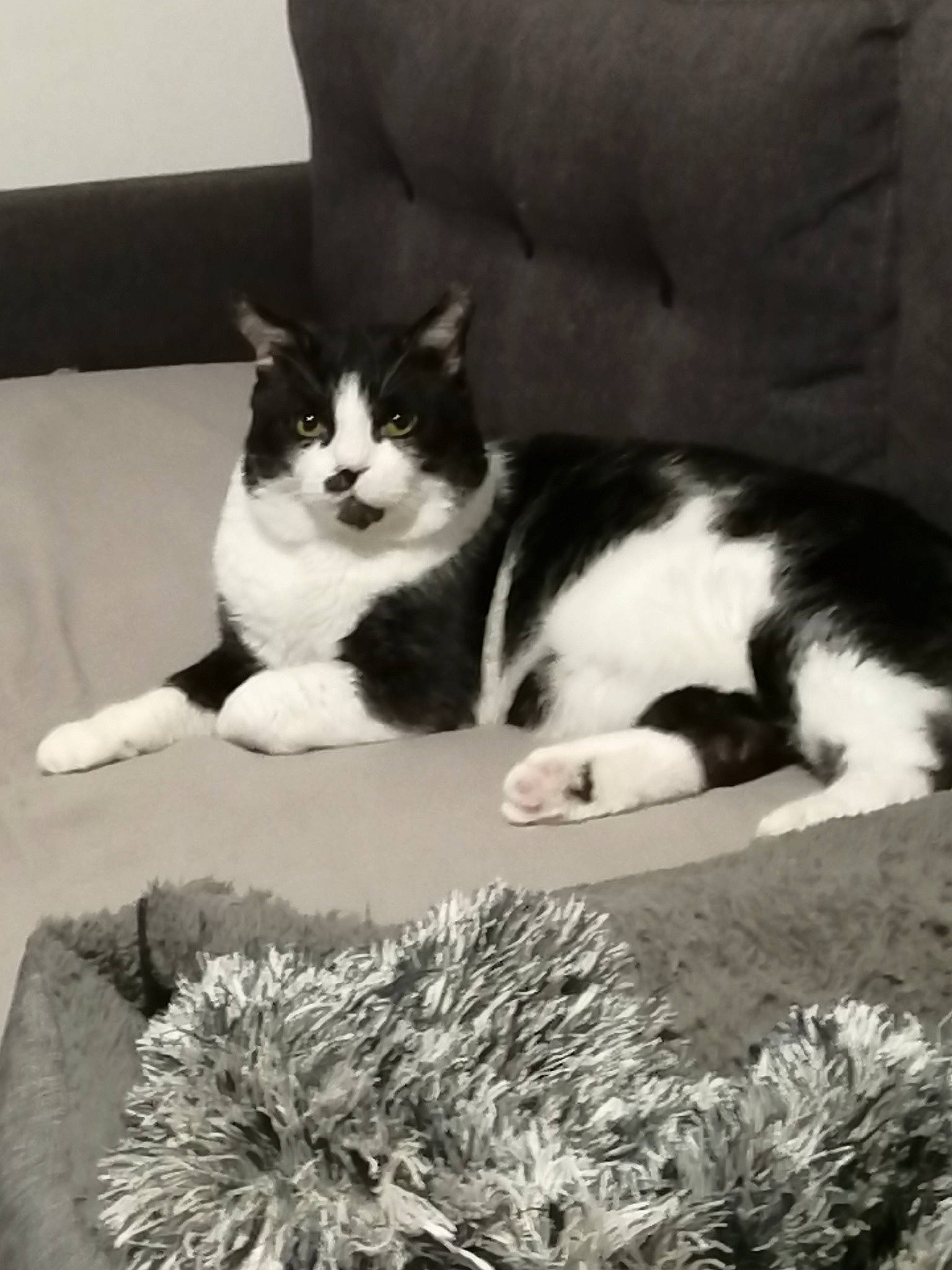 Henry a rejoint le concours — aidez-le/la à gagner de superbes lots ! black_and_white, carnivore, cat, comfort, domestic_short_haired_cat, felidae, fur, grass, grey, monochrome, monochrome_photography, paw, plant, small_to_medium_sized_cats, snout, style, tail, tree, whiskers, white