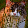 animal, calm, cat, closeup, curious, daylight, ears, feline, fur, grass, greenery, muzzle, nature, outdoor, pet, portrait, soft_light, whiskers, wildflowers, yellow_eyes