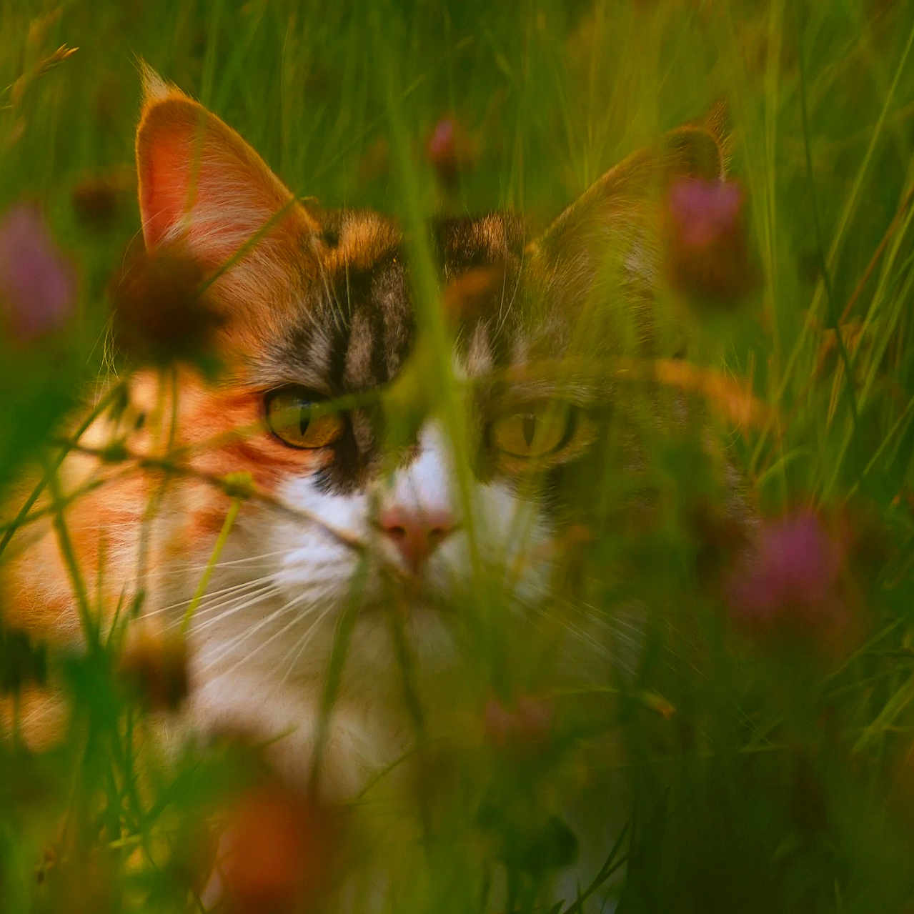 Méli participe au concours pour gagner de l'argent avec cette photo : animal, camouflage, cat, closeup, curious, cute, ears, eyes, feline, flora, grass, green, mammal, natural_light, nature, outdoor, pet, portrait, whiskers, wildflowers