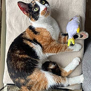 Pina a rejoint le concours — aidez-le/la à gagner de superbes lots ! cat, calico_cat, pet, cat_face, green_eyes, plush_toy, fish_toy, paws, pink_paw_pad, cushion, indoor, cozy, relaxed, looking_up, fur_pattern, tri_color, whiskers, window_sill, blanket, closeup