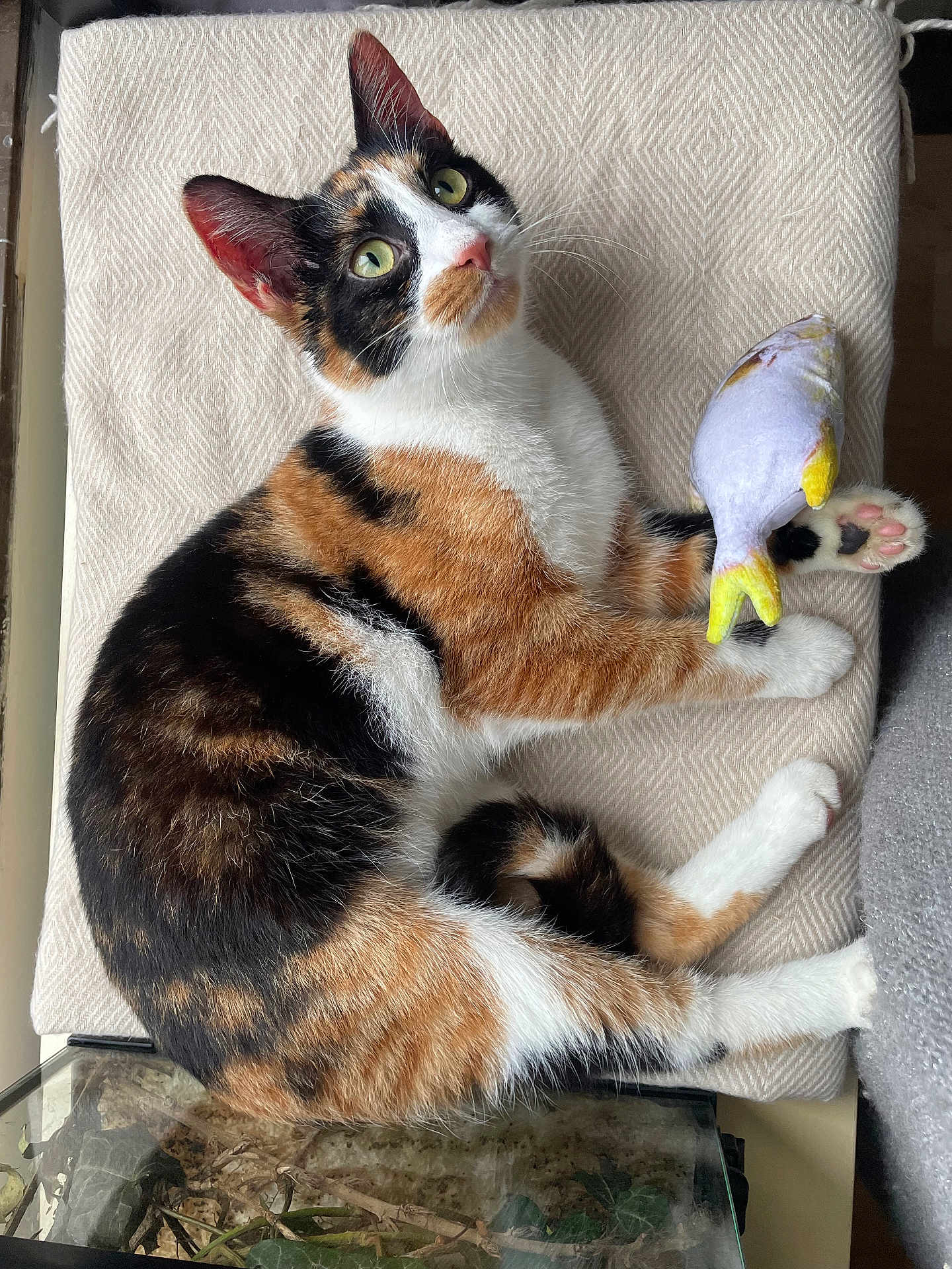 Pina a rejoint le concours — aidez-le/la à gagner de superbes lots ! cat, calico_cat, pet, cat_face, green_eyes, plush_toy, fish_toy, paws, pink_paw_pad, cushion, indoor, cozy, relaxed, looking_up, fur_pattern, tri_color, whiskers, window_sill, blanket, closeup