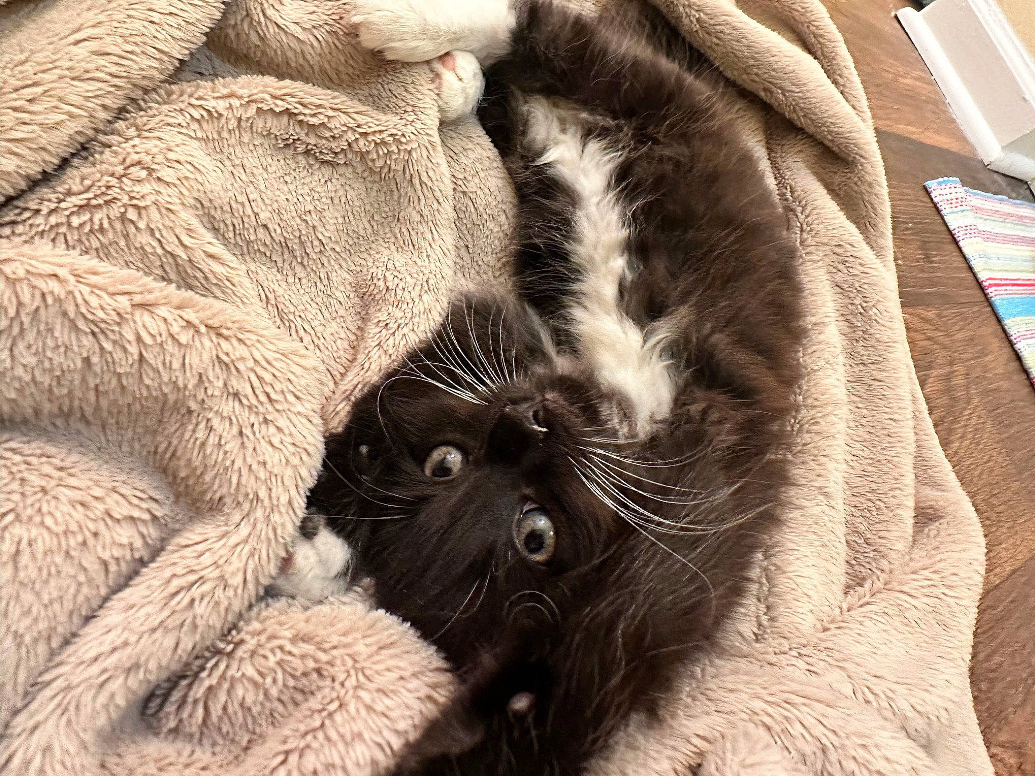 Hammond joined the competition — help win amazing prizes! black_cat, carnivore, cat, claw, comfort, domestic_short_haired_cat, felidae, fur, grey, linens, monochrome, nap, pattern, paw, small_to_medium_sized_cats, snout, tail, terrestrial_animal, textile, whiskers