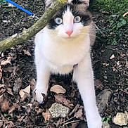 Zoe participe au concours pour gagner de l'argent avec cette photo : cat, animal, blue_eyes, leash, tree_branch, outdoor, nature, dirt, leaves, curious, pet, feline, whiskers, ground, mammal, young_cat, fur, plant, close_up, walking