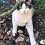 cat, animal, blue_eyes, leash, tree_branch, outdoor, nature, dirt, leaves, curious, pet, feline, whiskers, ground, mammal, young_cat, fur, plant, close_up, walking
