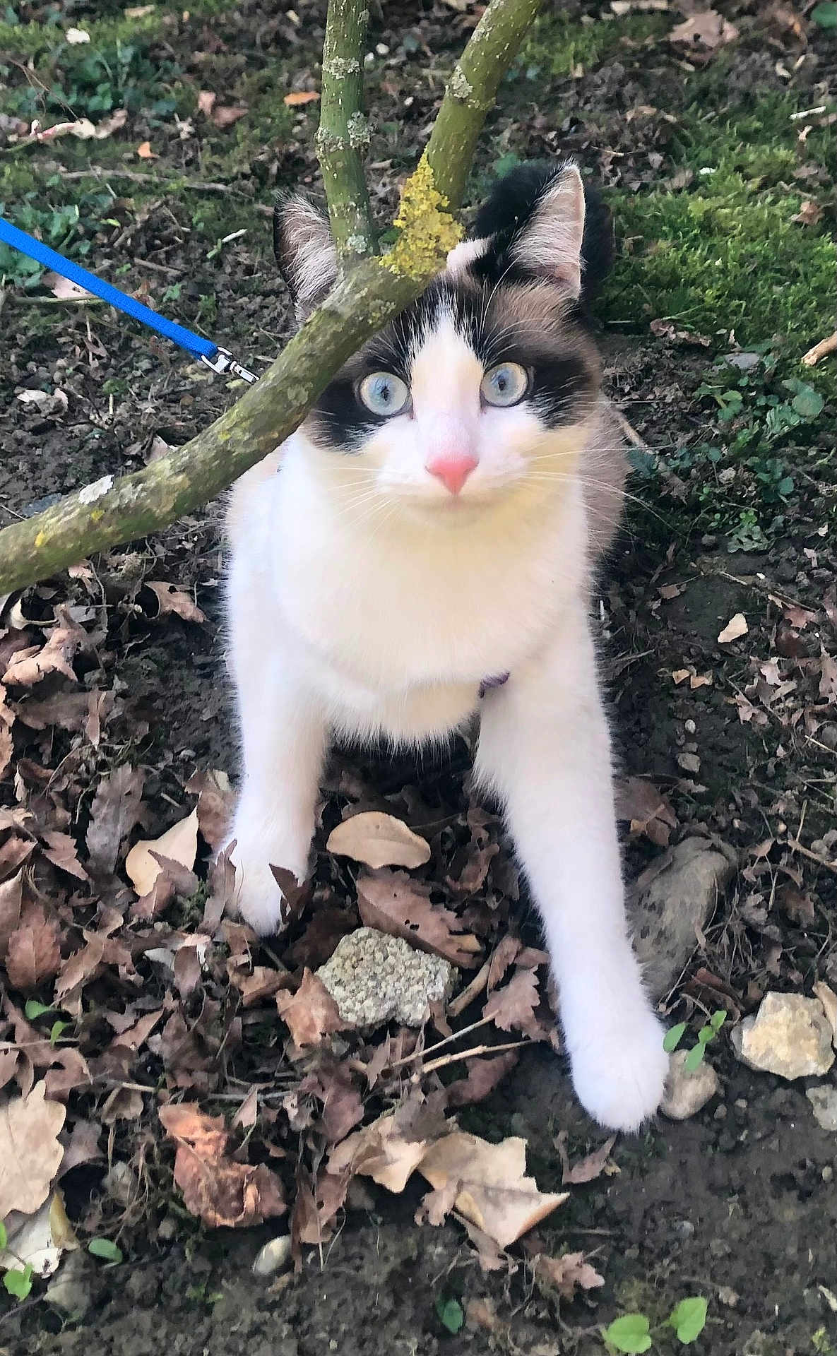 Zoe participe au concours pour gagner de l'argent avec cette photo : cat, animal, blue_eyes, leash, tree_branch, outdoor, nature, dirt, leaves, curious, pet, feline, whiskers, ground, mammal, young_cat, fur, plant, close_up, walking