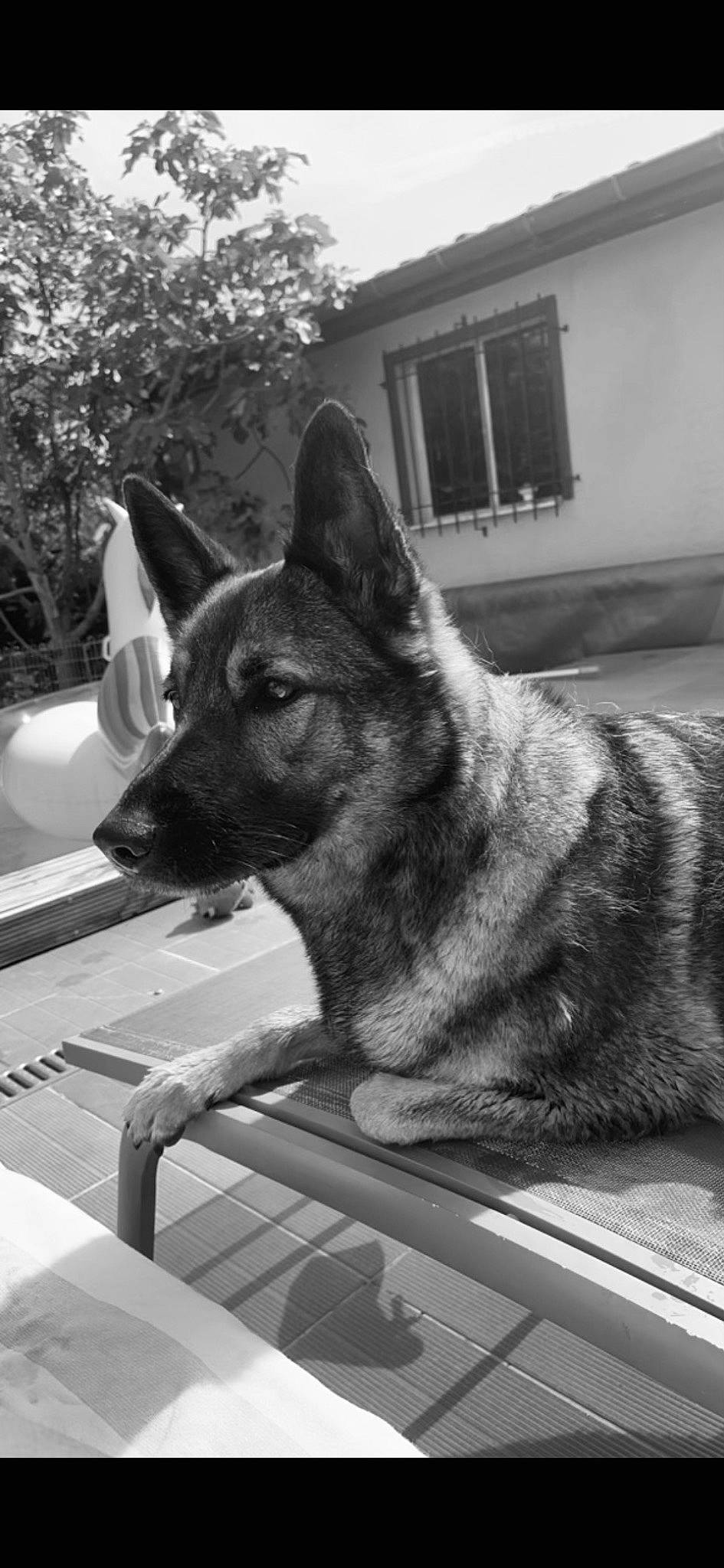 Nayka a rejoint le concours — aidez-le/la à gagner de superbes lots ! black, black_and_white, canidae, carnivore, dog, dog_breed, east_european_shepherd, german_shepherd_dog, grey, herding_dog, monochrome, monochrome_photography, plant, snout, sporting_group, style, tree, whiskers, white, window