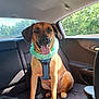 Chomper joined the competition — help win amazing prizes! dog, car, backseat, sunlight, happy, tongue_out, pet_accessory, brown_dog, black_dog, seatbelt, window, nature_outside, vehicle_interior, canine, sitting, domestic_animal, leisure, daylight, companion, road_trip
