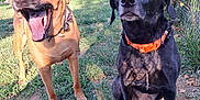Chomper joined the competition — help win amazing prizes! dog, outdoor, grass, fence, collar, sunlight, pet, animal, canine, brown_dog, black_dog, nature, yard, happy, tongue_out, sitting, playful, daytime, two_dogs, cheerful