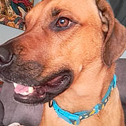 Chomper joined the competition — help win amazing prizes! dog, close_up, collar, brown_fur, teeth, pet, indoor, happy, animal, snout, ears, nose, tongue, furniture, blanket, poster, wall, living_room, canine, domestic_animal