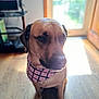 Chomper joined the competition — help win amazing prizes! dog, indoor, pet, bandana, plaid, wooden_floor, light, window, door, brown_dog, animal, sitting, portrait, cute, domestic_animal, canine, companion, home, furniture, bright