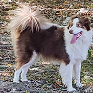Simone is registered to the contest to win money with this photo: dog, animal, outdoor, nature, fur, panting, tail, brown_and_white, grass, leaves, twigs, canine, pet, standing, happy, forest_floor, daylight, snout, ears, tongue