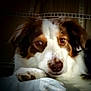 dog, close_up, resting, brown_eyes, fluffy_fur, indoor, pet, calm, portrait, animal, face, paw, soft_surface, cute, mammal, companion, furry, domestic_animal, looking, relaxed