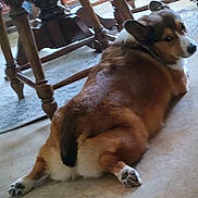 Bruzer joined the competition — help win amazing prizes! dog, corgi, lying_down, carpet, indoor, wooden_chair, pet, animal, relaxed, side_eye, brown_fur, white_fur, paw, floor, looking_back, cute, domestic, companion, chubby, resting