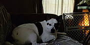 Axel is registered to the contest to win money with this photo: dog, indoor, bed, blanket, curtains, window, pet, resting, black_and_white, furniture, cozy, relaxed, daylight, patterned, home, animal, canine, quiet, room, comfort