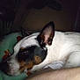 Axel is registered to the contest to win money with this photo: dog, sleeping, resting, blanket, animal_print, white, black, brown, ear, closeup, pet, cozy, indoor, fur, canine, head, snout, quiet, relaxed, comfort