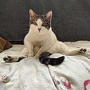 Sierra joined the competition — help win amazing prizes! animal, bed, blanket, cat, cozy, cute, domestic, ears, feline, floral, fur, indoor, looking, paws, pet, portrait, relaxed, sitting, tail, whiskers