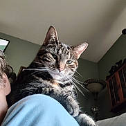 Lilly is registered to the contest to win money with this photo: cat, tabby_cat, pet, feline, close_up, whiskers, portrait, indoor, shoulder, person, partial_face, ear, green_eyes, paw, lamp, cabinet, living_room, ceiling, relaxed, striped_fur