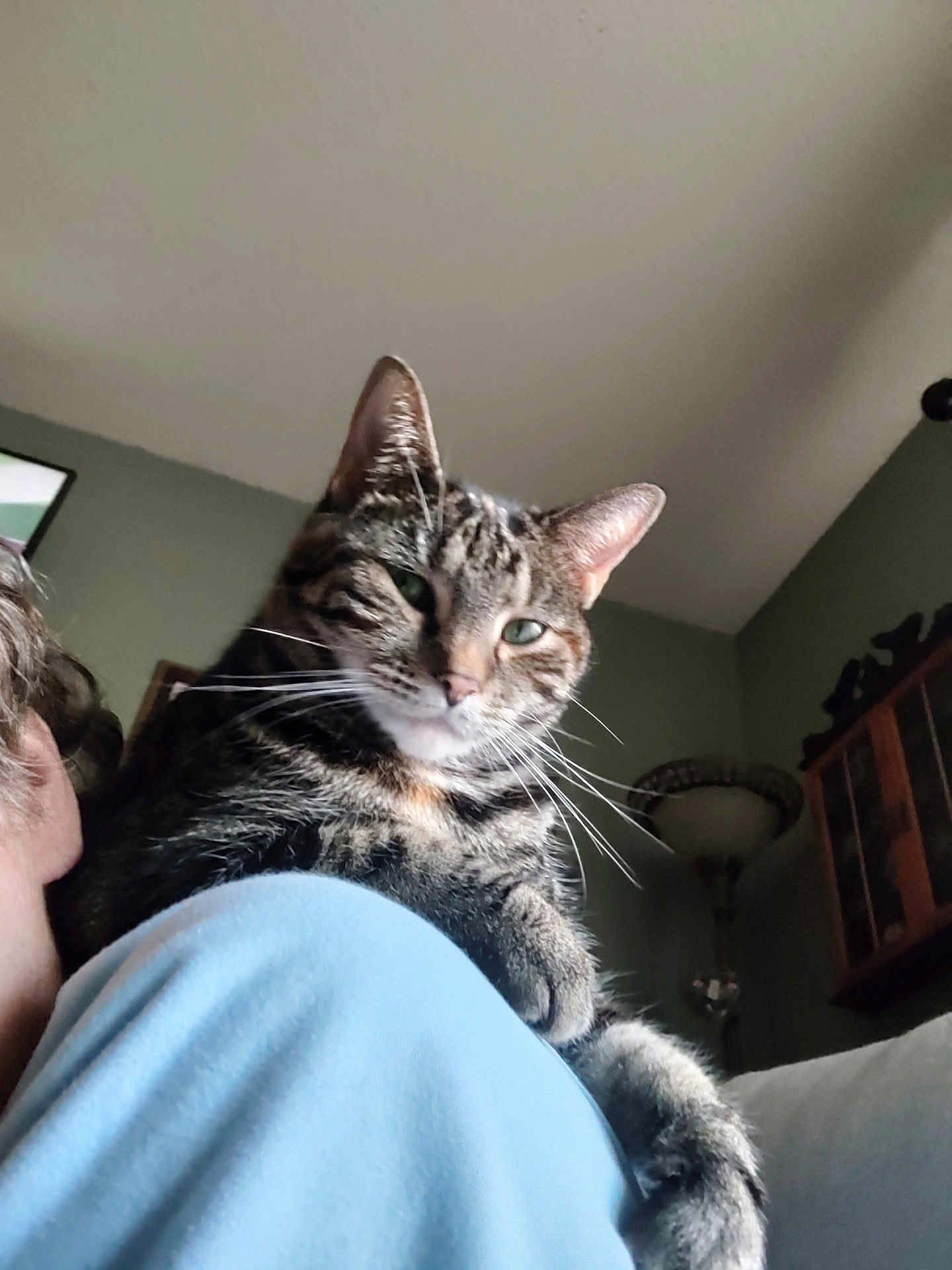 Lilly is registered to the contest to win money with this photo: cat, tabby_cat, pet, feline, close_up, whiskers, portrait, indoor, shoulder, person, partial_face, ear, green_eyes, paw, lamp, cabinet, living_room, ceiling, relaxed, striped_fur