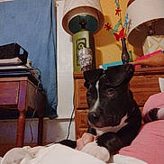 Buddy is registered to the contest to win money with this photo: dog, indoor, bed, lamp, furniture, hand, paw, decor, butterfly, wall_art, blanket, table, drawer, curtain, cup, vase, relaxing, pet, black_and_white, cozy