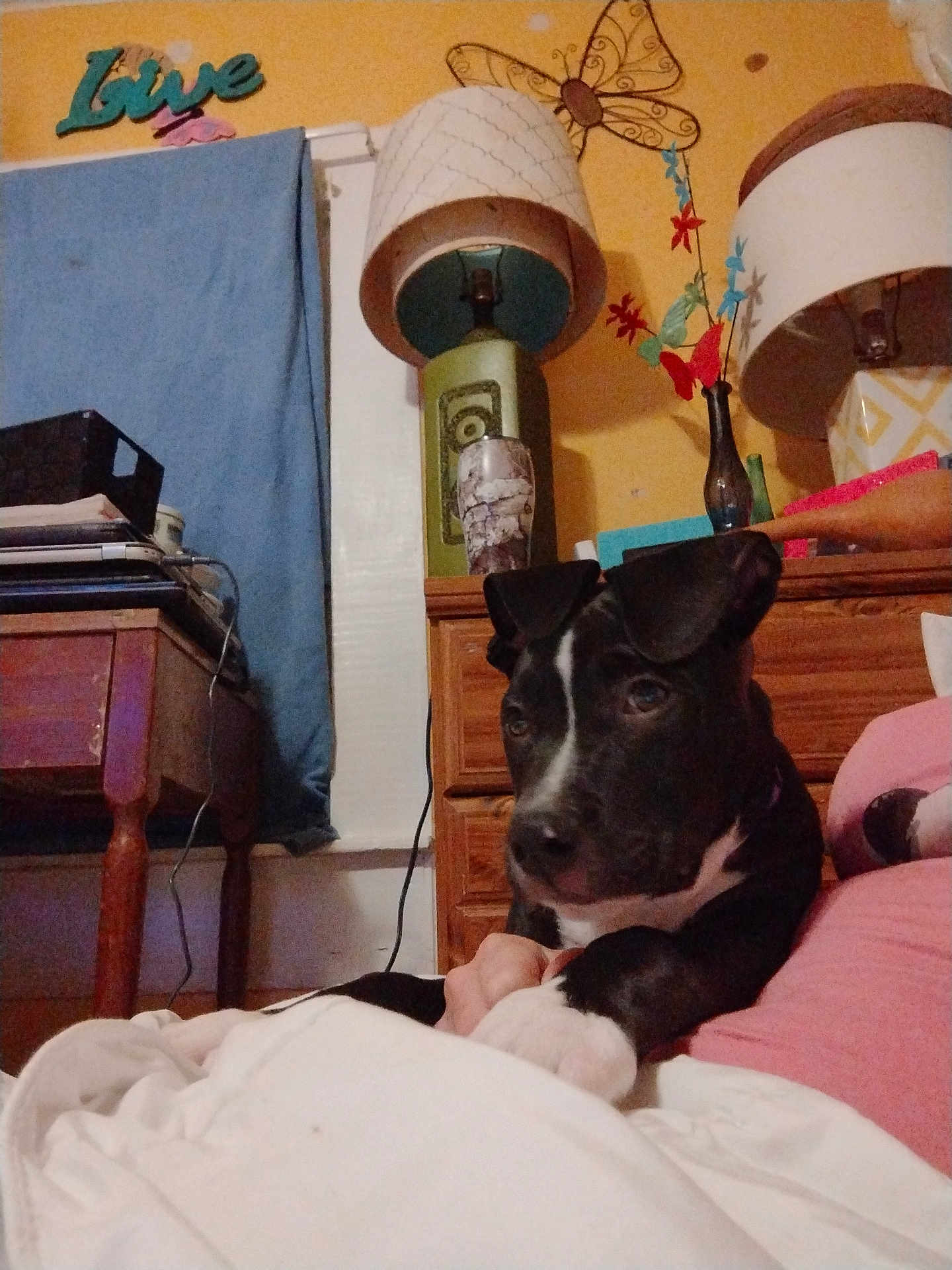 Buddy