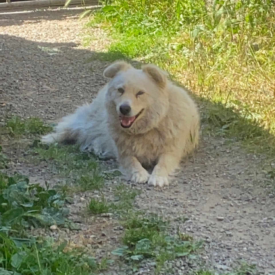 Stella