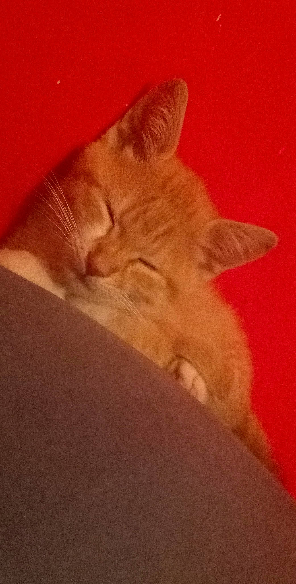 Plume participe au concours pour gagner de l'argent avec cette photo : carnivore, cat, claw, cloud, comfort, domestic_short_haired_cat, ear, eye, fawn, felidae, fur, human_leg, nose, paw, sky, small_to_medium_sized_cats, snout, tail, whiskers, wood