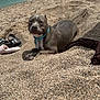 animal, beach, canine, clothing, coast, face, footwear, head, nature, outdoors, person, photography, portrait, rock, sandal, sea, shoe, shoreline, soil, water