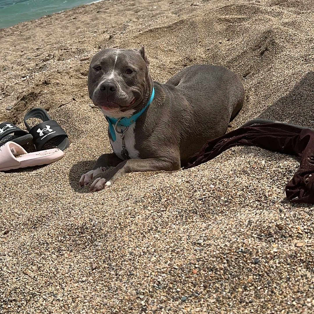 Tyron a rejoint le concours — aidez-le/la à gagner de superbes lots ! animal, beach, canine, clothing, coast, face, footwear, head, nature, outdoors, person, photography, portrait, rock, sandal, sea, shoe, shoreline, soil, water