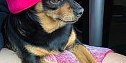 Paquita Kora joined the competition — help win amazing prizes! dog, small_dog, beanie, pink_hat, pet, lap, paws, towel, indoor, black_and_tan, fur, cute, resting, animal, cozy, portrait, closeup, domestic_animal, companion, relaxed