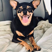 Paquita Kora is registered to the contest to win money with this photo: dog, canine, pet, black_and_tan, tongue_out, happy, smiling, ears, blanket, indoor, fur, animal, cute, small_dog, lying_down, front_paws, nose, eyes, friendly, companion