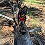 Paquita Kora joined the competition — help win amazing prizes! dog, red_harness, fallen_tree, forest, tree_trunk, sunlight, outdoor, nature, pine_needles, branches, grass, woods, canopy, small_dog, standing, animal, daylight, woodland, scenery, pet