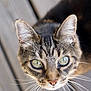 animal, cat, close_up, curious, domestic_cat, eyes, face, feline, fur, green_eyes, looking_up, macro, mammal, nature, outdoor, pet, portrait, tabby_cat, whiskers, wooden_deck