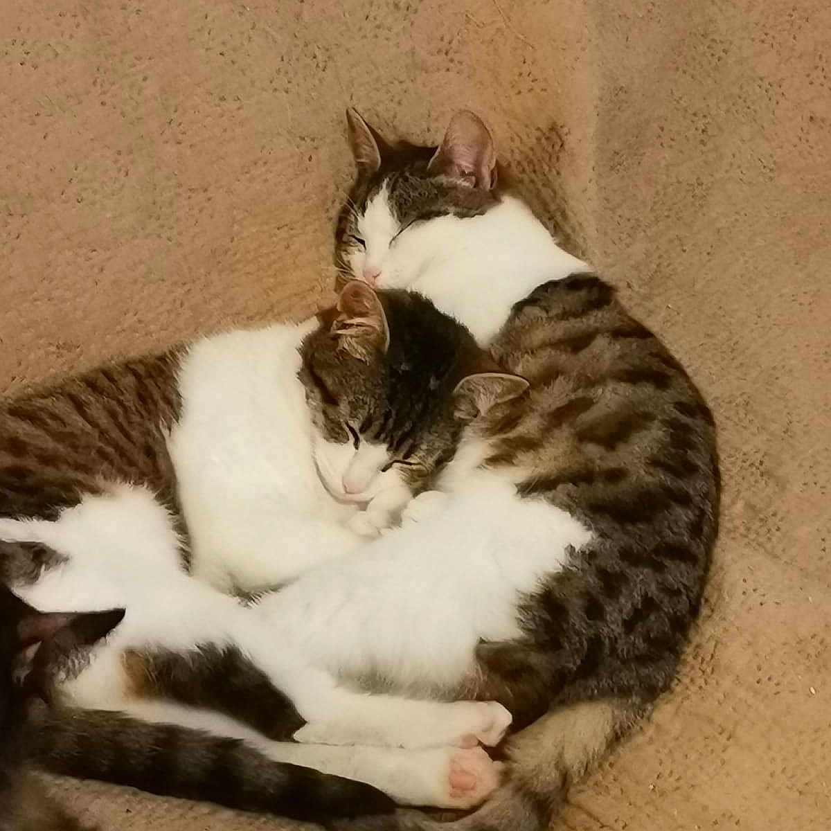 Vaina participe au concours pour gagner de l'argent avec cette photo : abyssinian, animal, blanket, cat, couch, egyptiancat, furniture, kitten, manx, person, pet, sleeping