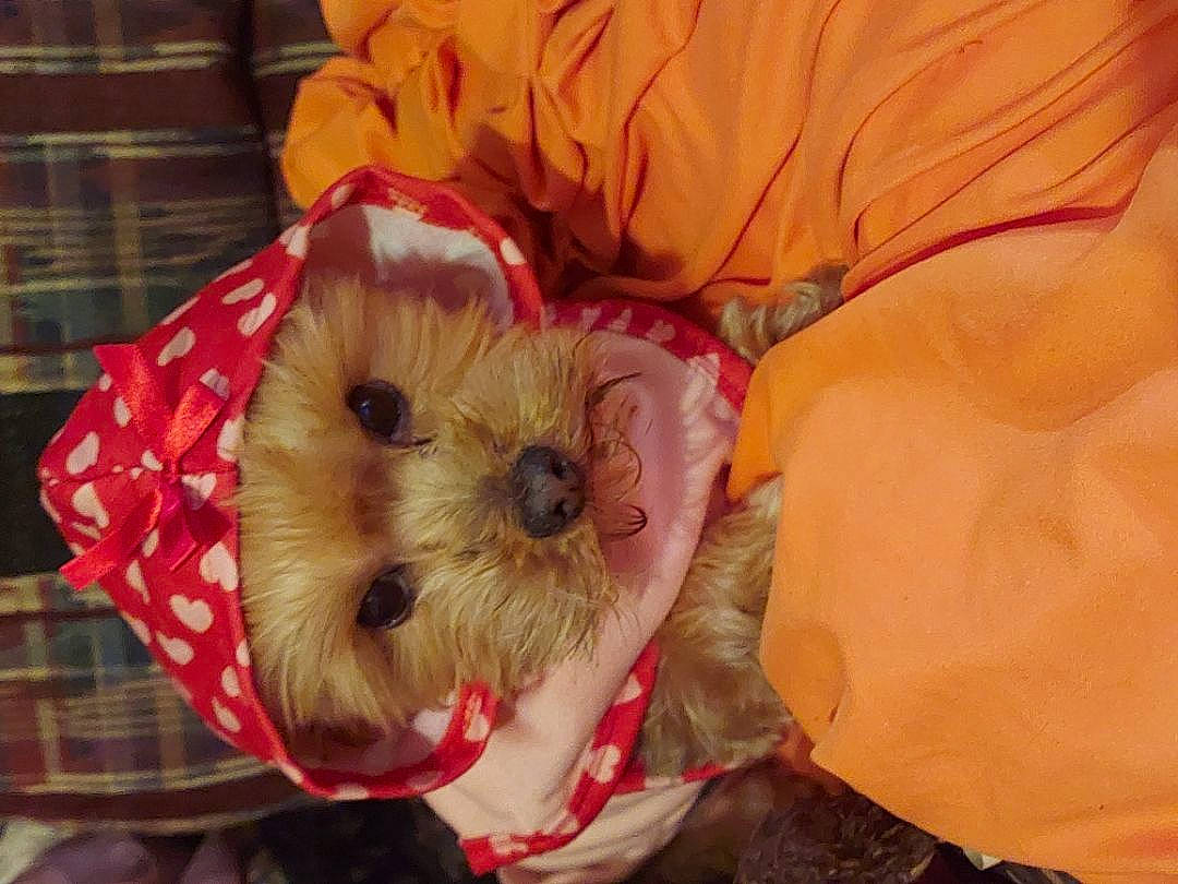 Lillie joined the competition — help win amazing prizes! canidae, carnivore, comfort, companion_dog, dog, dog_breed, dog_clothes, dog_supply, event, fawn, fur, maltepoo, pet_supply, small_terrier, snout, sporting_group, tartan, toy, toy_dog, working_animal