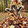 animal, autumn, backyard, brown, cat, cute, fall, fur, green, jumping, kitten, leafpile, leaves, nature, orange, outdoor, playful, trees, yellow, young