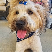 Violet joined the competition — help win amazing prizes! cairn_terrier, carnivoran, companion_dog, dog, dog_breed, dog_breed_group, dog_like_mammal, dutch_smoushond, fur, goldendoodle, irish_soft_coated_wheaten_terrier, sapsali, schnoodle, snout, sporting_lucas_terrier, terrier