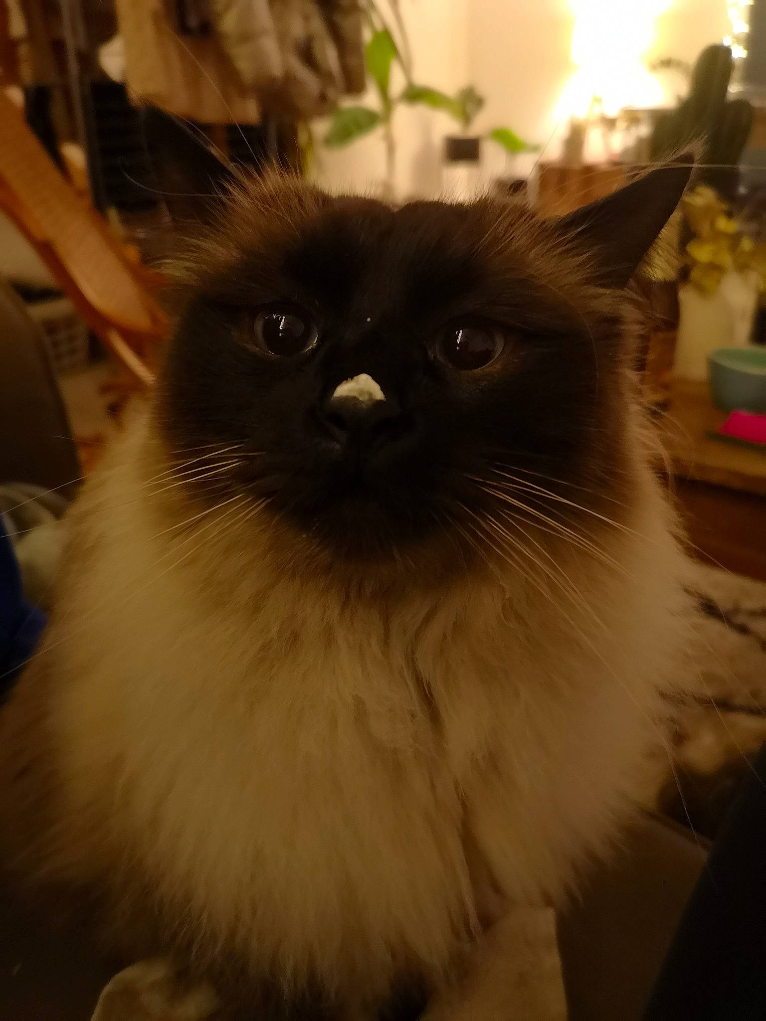 Banzai a rejoint le concours — aidez-le/la à gagner de superbes lots ! balinese, birman, carnivore, cat, fawn, felidae, flooring, fur, houseplant, iris, plant, siamese, small_to_medium_sized_cats, snout, whiskers, wood