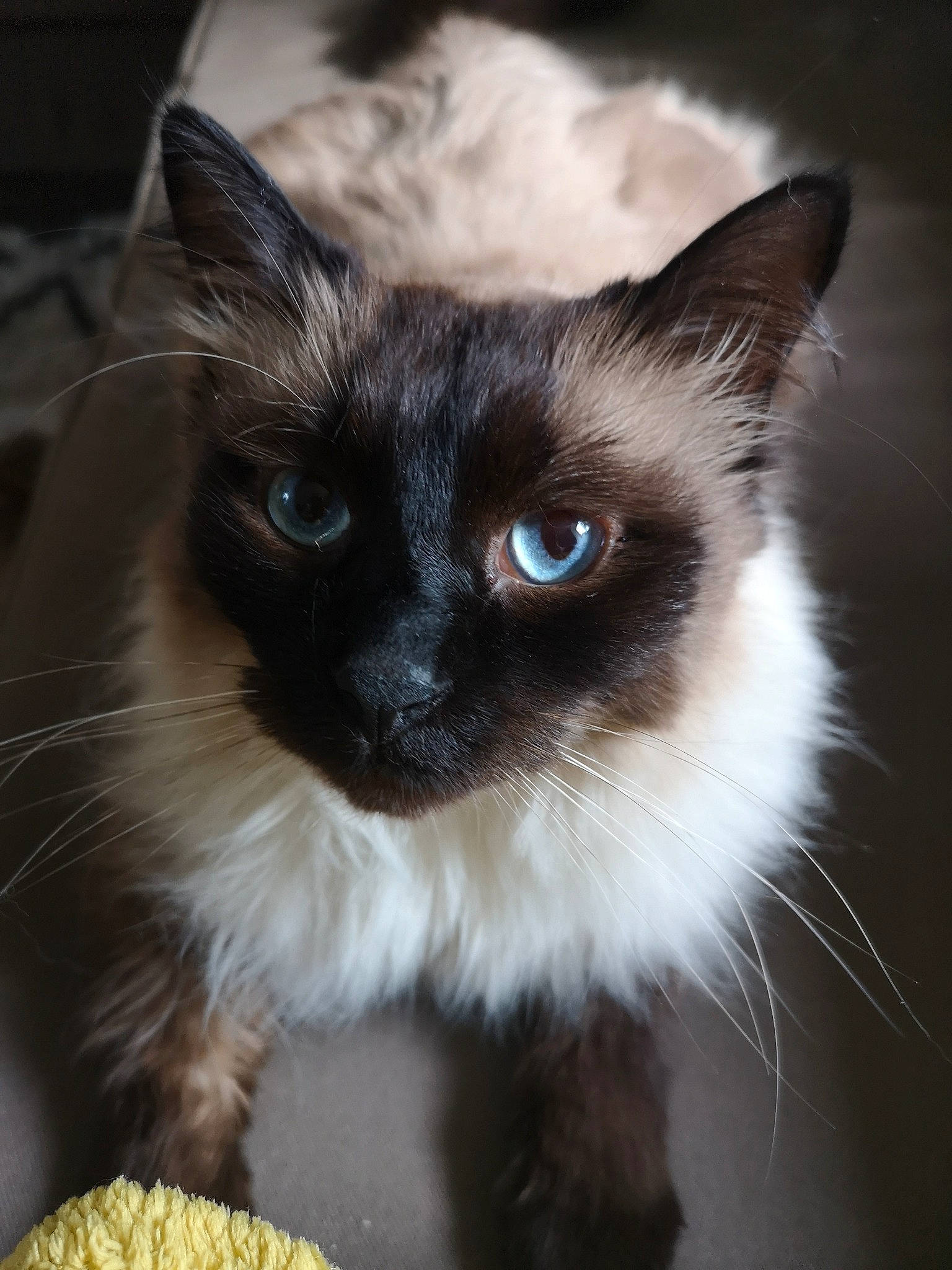 Banzai participe au concours pour gagner de l'argent avec cette photo : balinese, birman, carnivore, cat, domestic_short_haired_cat, electric_blue, eye, fawn, felidae, fur, iris, ragdoll, siamese, small_to_medium_sized_cats, snout, tail, terrestrial_animal, thai, whiskers, wildlife