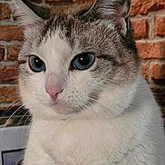 Kitty a rejoint le concours — aidez-le/la à gagner de superbes lots ! cat, blue_eyes, white_fur, tabby, indoor, brick_wall, portrait, close_up, whiskers, pink_nose, feline, cute, pet, animal, fur, mammal, domestic_cat, alert, sitting, head