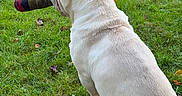 Bluntz is registered to the contest to win money with this photo: animal, back_view, bulldog, canine, companion, daylight, dog, fur, grass, leaf, mammal, nature, outdoor, park, pet, playful, sitting, sock, toy, white_dog