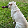 animal, back_view, bulldog, canine, companion, daylight, dog, fur, grass, leaf, mammal, nature, outdoor, park, pet, playful, sitting, sock, toy, white_dog