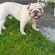 Bluntz is registered to the contest to win money with this photo: animal, bulldog, canine, companion, cute, dog, fence, friendly, grass, greenery, mammal, outdoor, pavement, pet, playful, standing, summer, tongue_out, wrinkles, yard