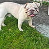 animal, bulldog, canine, companion, cute, dog, fence, friendly, grass, greenery, mammal, outdoor, pavement, pet, playful, standing, summer, tongue_out, wrinkles, yard